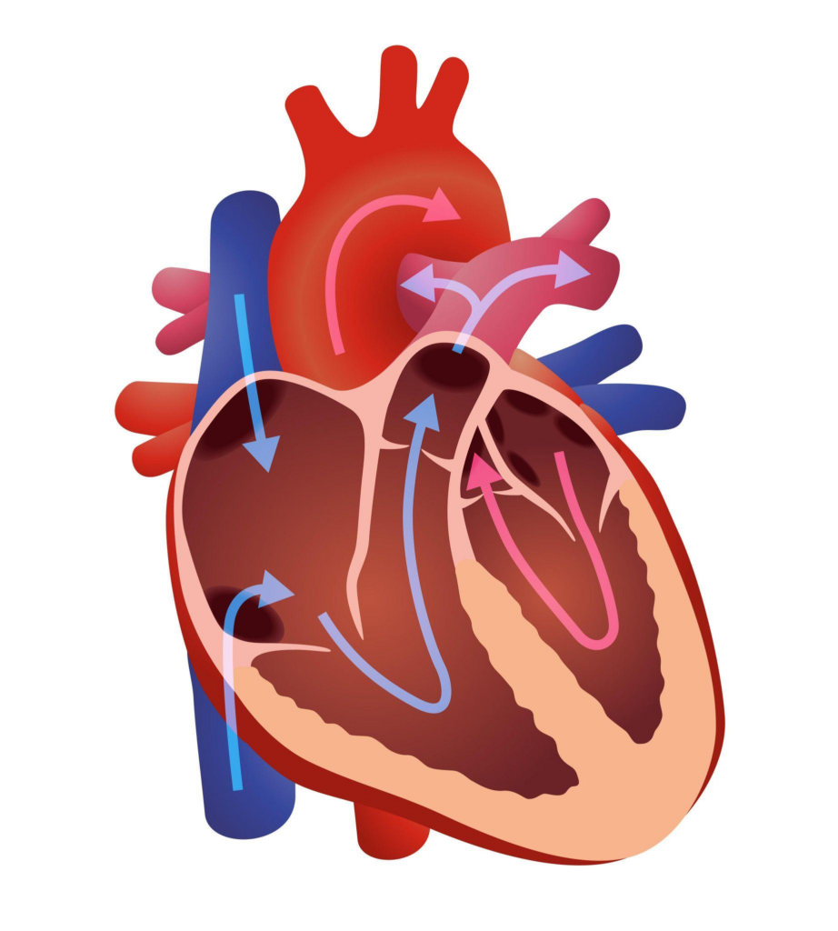 Heart Valve Diseases That Can Cause Right Side Heart Failure