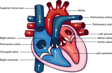 About Aortic Root Replacement Surgery