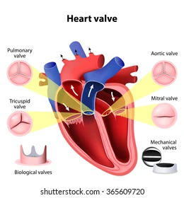 Heart Value