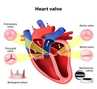 Heart Valve